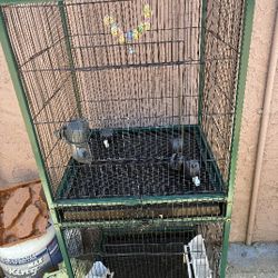 Bird Cage