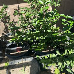 Planta De Limon Mexicano 