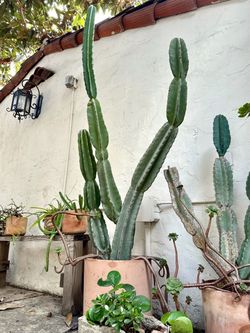 Large 6.5 Feet Peruvian Apple Cactus in Cylindrical Terracotta Planter