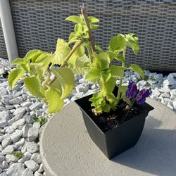 Oregano Plant - Great for Gifts! / Planta de Orégano - Ideal para Regalos!
