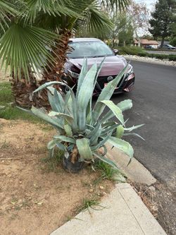 Free plant