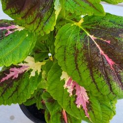 Beautiful Plant 1 Gallon 