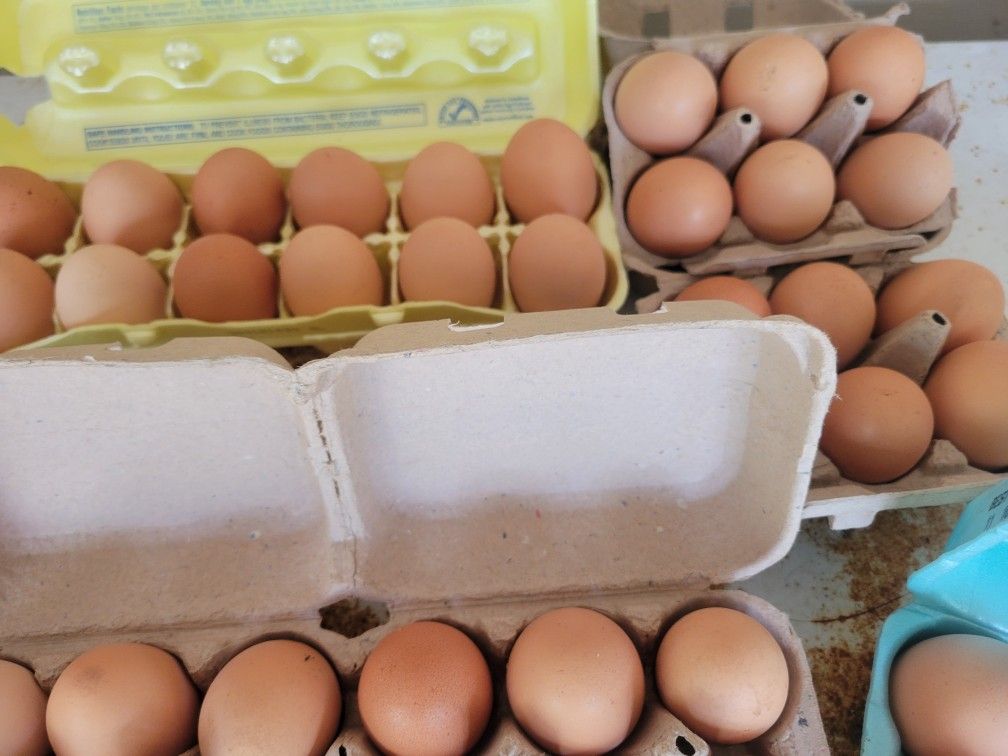 Fresh Eggs