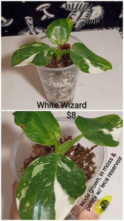 Philodendron white wizard