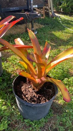 Plantas