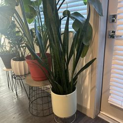 Snake Plant