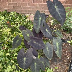 Colocasia esculenta 'Black Beauty' | Outdoor Garden Plant | Comes Back Every Year | Starter Plant