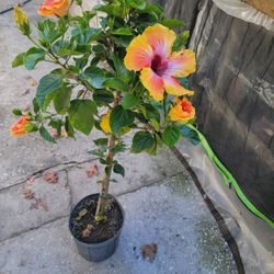 Hibiscus Fiesta 
