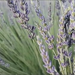 Lavender U~Pick an d Market