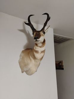 Pronghorn deer