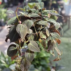 Plants (6”pot🌿Philodendron Micans )