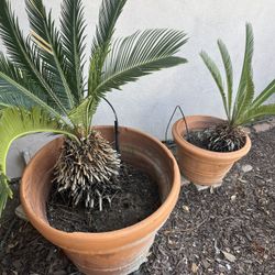 Saga Plants