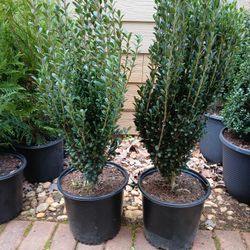 2gal Japanese Sky Pencil $10 Each