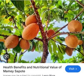 Mamey sapote