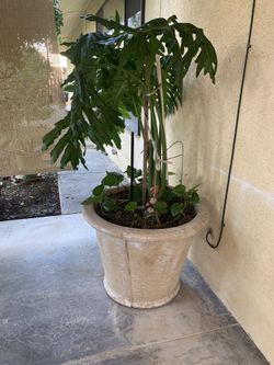Plant