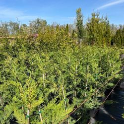 3-4’ Potted Leyland Cypress Trees