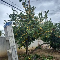 Free Lemons