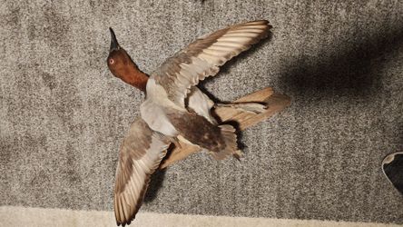 Taxidermy Duck