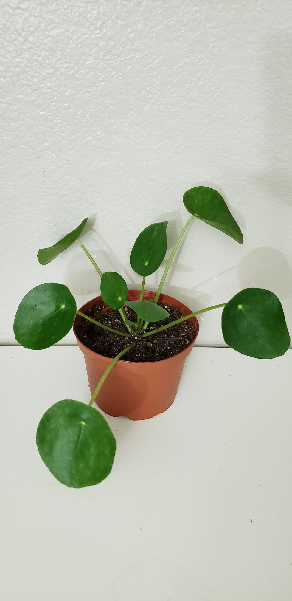 Live pilea plant in 6 inch diameter pot