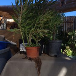 KANLANCHEO. Mother Of Thousands 