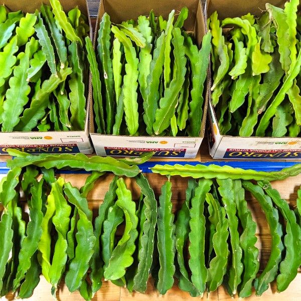 Dragon Fruit Tree Plants & Cuttings - Pitaya. Pitahaya. Fruta De Dragon. 🐉🍓