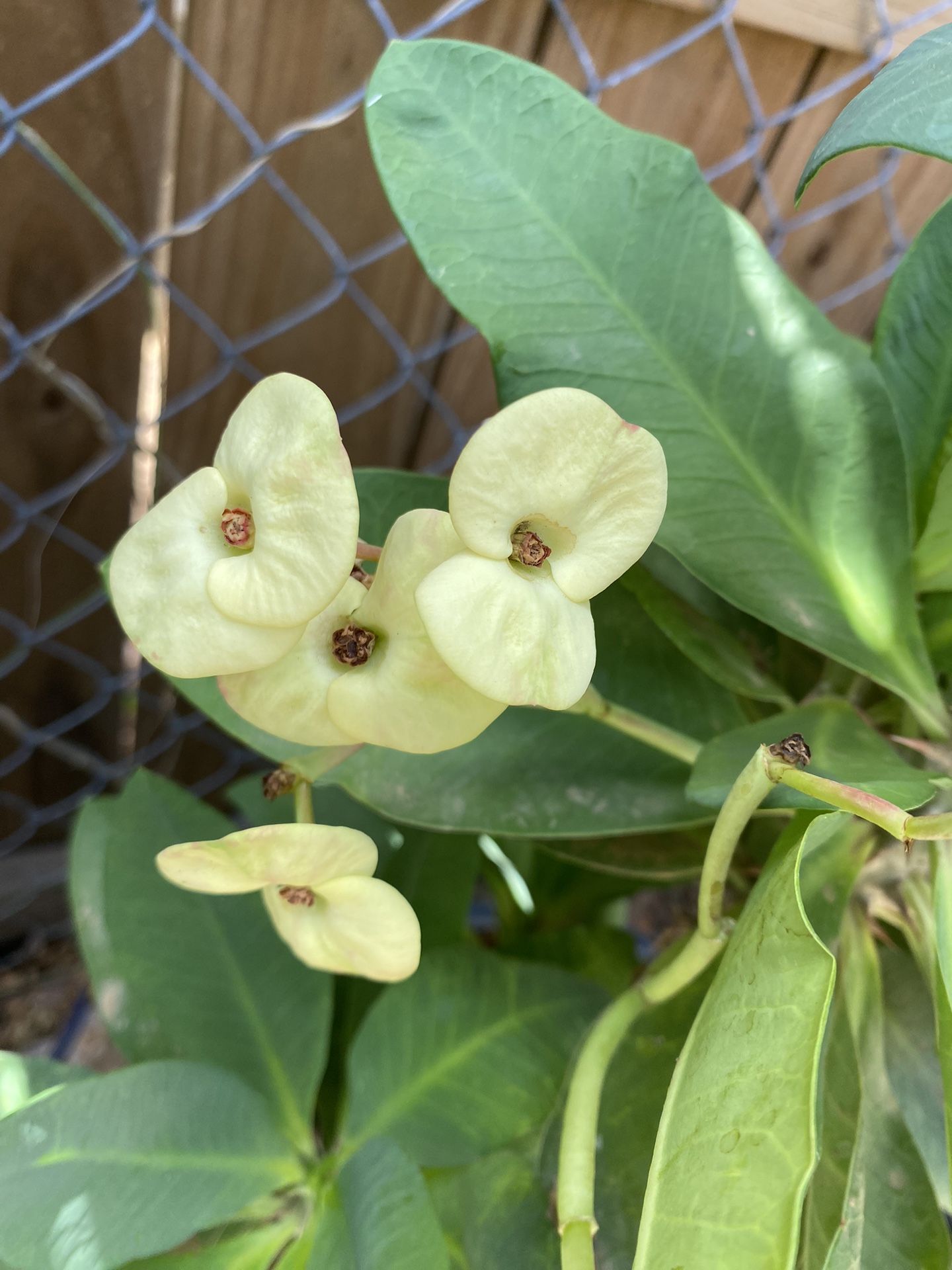 Corona Flor Amarilla