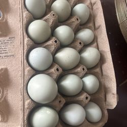 Blue Eggs