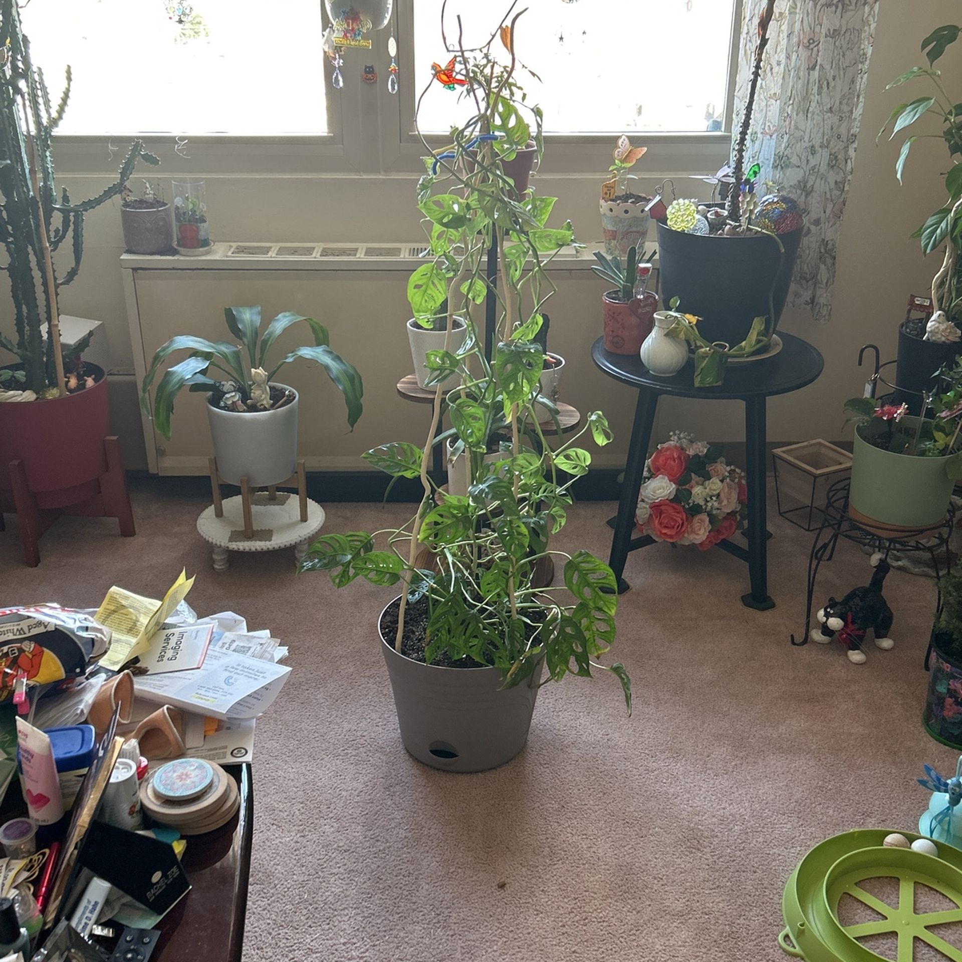 Large Swiss Cheese Plant