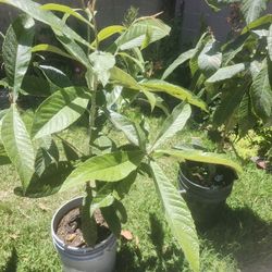 Mispero Arbol