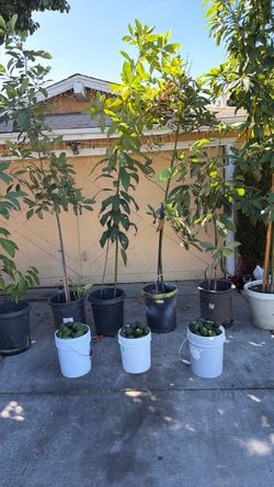 Plantas de aguacate de venta y Aguacates