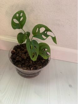 Monstera Adansonii
