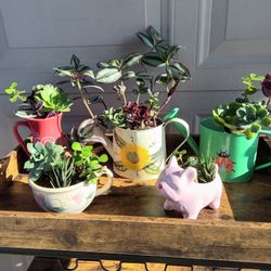 Succulents 