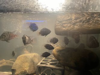 Convict Fish Tank