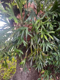 Staghorn plant (Giant)