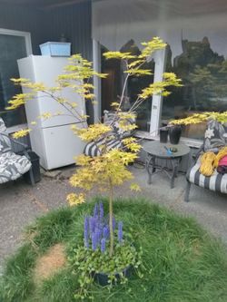 Japanese green leaf maple tree, ajuga  ground cover at the base $75