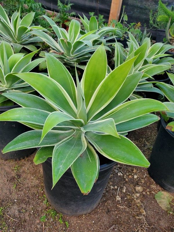 Agave Ray Of Light 