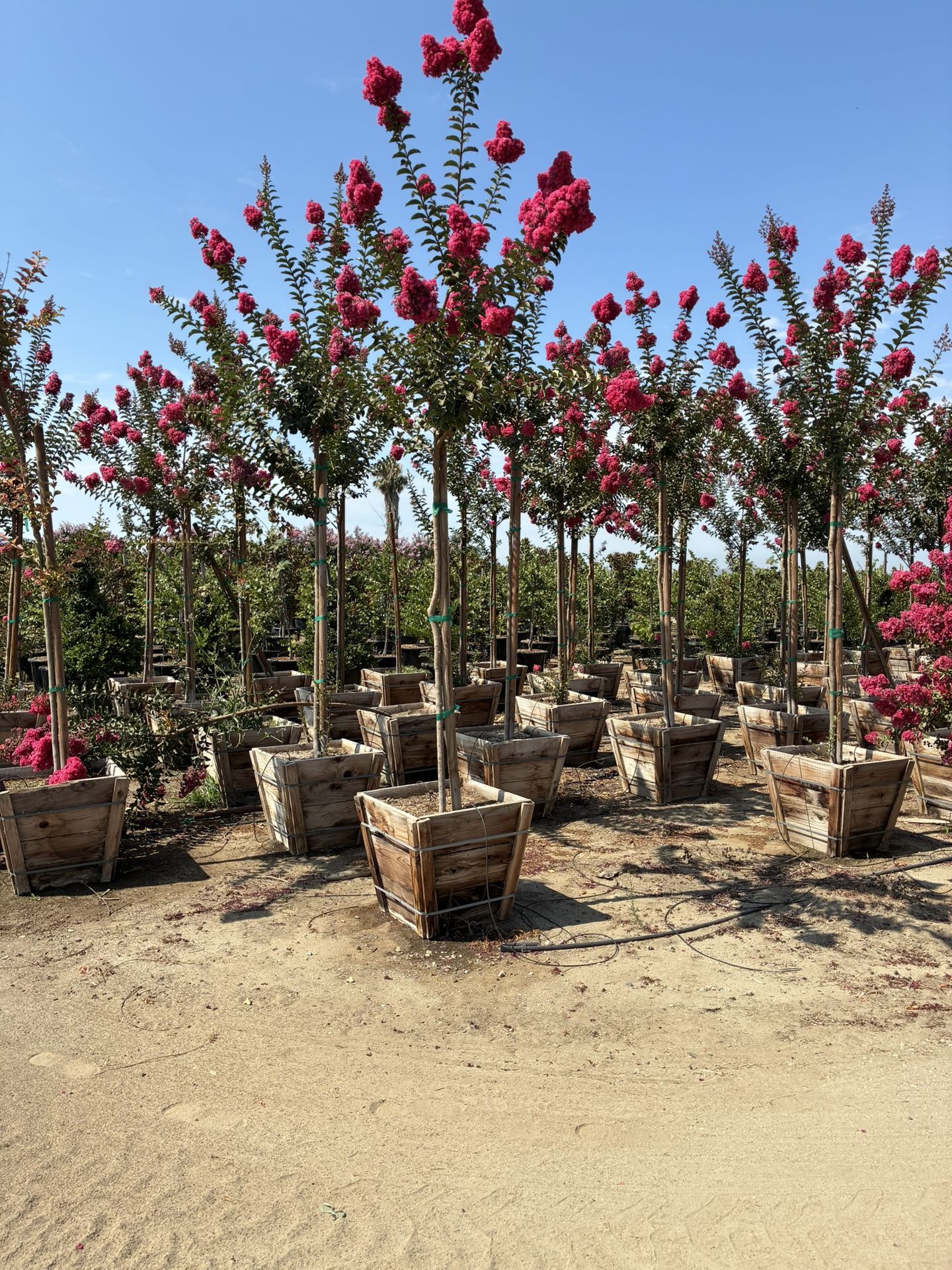 Crepe Myrtle “ Tuscarora”