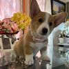 Corgi