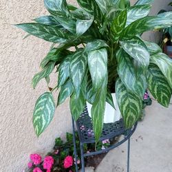 Large Aglaonema Maria "Chinese Evergreen "Plant $40