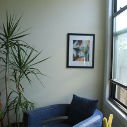 Plants - Large Indoor Trees & Plants - Delivery Available