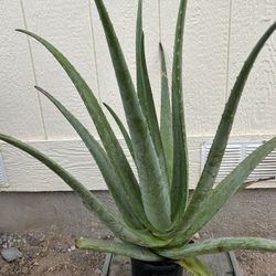 Aloe Vera Plant In 1gl