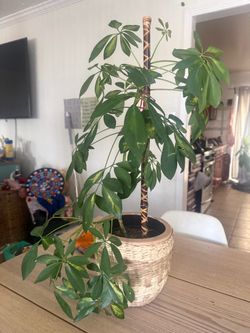 Planta de Interior Schefflera / Cheflera