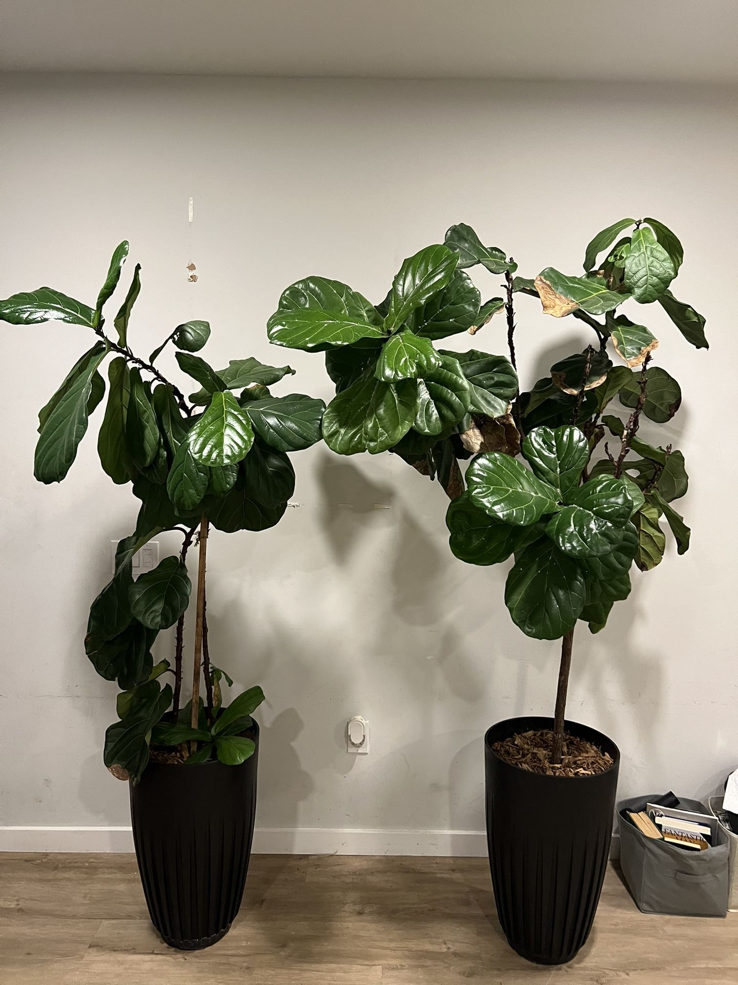 Tall Plants. Fiddle Leaf Fig