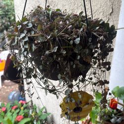 Hanging Plant