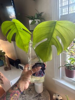 Monstera top cutting in water