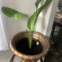 Plant for you!   Potted!  $ 28! 