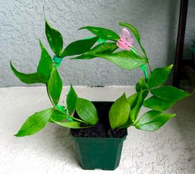 Hoya  polyneura (fishtail  plant )