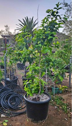 Thai jumbo wax apple 25 gal big tree.