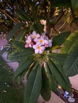 Plumeria Clippings