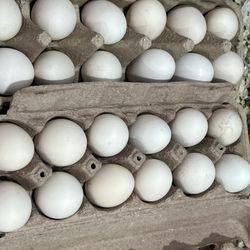 Fresh eggs